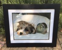 Framed Photograph of Puppy 202//164